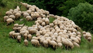 Zlodeji v košiari. Pastiera napadli nožom a palicou