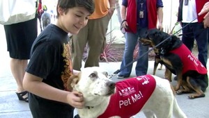 Hladkanie psa. Takto sa zbavíte stresu z lietania