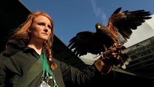 Ukradli jastraba Rufusa! Postrach holubov Wimbledonu