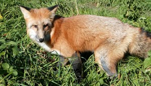 Takmer 10 rokov u nás nebola. Teraz je tu besnota opäť