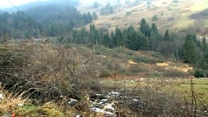 Kalamita v lesoch. Hmyz podľa ministerstva poškodil najviac lesov za posledných 50 rokov