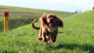 Cavalier Dasty sa stratil svojim majiteľom, nevideli ste ho?