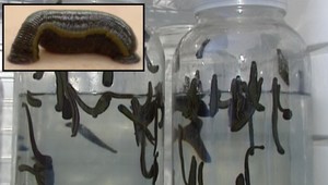 Zázrak zvaný pijavice. Môžete ich chovať aj doma