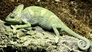 Panelák zamorili cvrčky. Chovateľ chameleónov za nápravu zaplatil takmer 2 000 eur