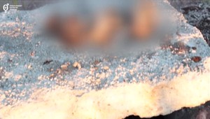 Krajský súd v Trnave rozhodol o treste pre dvoch mestských policajtov. Šteniatka nechali uhynúť brutálnym spôsobom