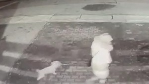 Agresívny vlčiak zaútočil na psa. Majiteľku pri jeho obrane pohryzol do rúk