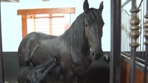 Na Slovensku sa narodili vzácne žriebätá. Zapísané sú dokonca v kráľovskej knihe