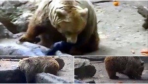 Nevídaný úkaz. Medveď zachránil topiacu sa vranu