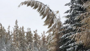 Meteorológovia varujú pred víchricou. Vydali už výstrahu druhého stupňa
