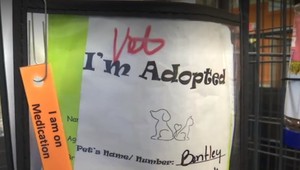 Na trojročné dievča zaútočil túlavý pes. Zachránil ju nečakaný hrdina