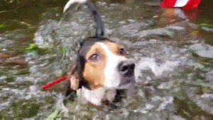 Mestskí policajti odchytávali túlavé zvieratá, už to robiť nemôžu