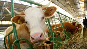 Zamestnanci družstva nemajú na chlieb, no majiteľ si kúpil ďalšie Ferrari