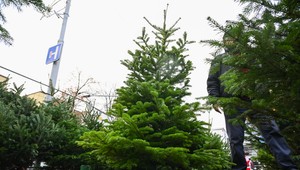 V Bratislave opäť osadili 730 drevených ohrádok na zber vianočných stromčekov