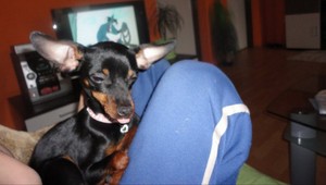 V Likavke sa stratil ratlík, pomôžte