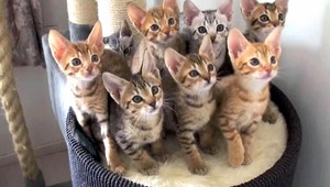 Aké je tajomstvo synchronizovaných mačiatok? Takéto...