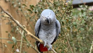 Anglická ZOO musela skryť niekoľko papagájov. Návštevníkom vulgárne nadávali