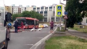 VIDEO: Zápchu v Bratislave spôsobili labute