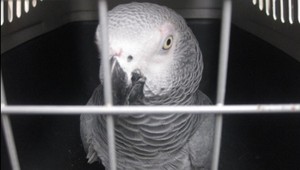 Papagája chytili na cintoríne. To, čo povedal, všetkých šokovalo