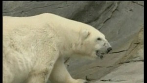 V zoo vo Winnipegu zomrel najstarší polárny medveď na svete