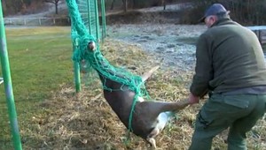 Netradičná záchranná akcia. Daniel sa zamotal do siete na futbalovom štadióne