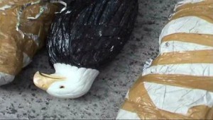 Kokaín za 6 miliónov eur pašovali vo vtákoch