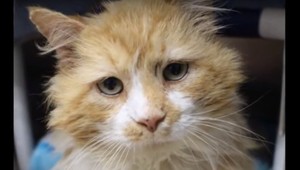 Za svojimi majiteľmi prešiel takmer 20 kilometrov. Po návrate ho odviezli do útulku na utratenie