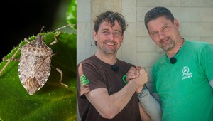 Terorizujú vás otravné bzdochy na balkónoch i v domácnostiach? Takto sa ich zbavíte!