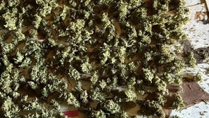 Policajti zadržali dvoch mužov pri zbere marihuany, zhabali aj sušenú úrodu