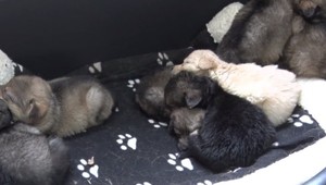 Na ulicu vyhodili šteňatá. V útulku sa o ne stará nevidiaca a nepočujúca sučka