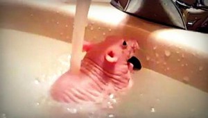VIDEO: Bezsrstý potkan Rio miluje kúpanie!
