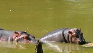 VIDEO: Roztomilé mláďa hrocha si užíva letný kúpeľ