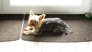 Stratila sa fenka yorkshirského teriéra Lilly, pomôžte ju nájsť