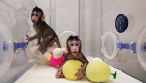 FOTO: Na svete sú prvé naklonované opice. Sú roztomilé, hravé a na nerozoznanie