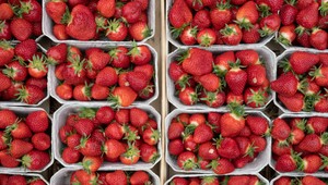 Hygienici spúšťajú mimoriadnu kontrolu čerstvých jahôd