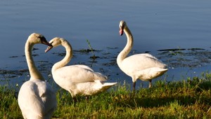 Na Záhorí potvrdili vtáčiu chrípku. Platia mimoriadne opatrenia