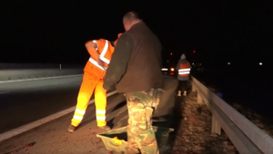 Bobor spôsobil nehodu na diaľnici: Nedokázal prejsť cez betónové zábrany a pobehoval medzi autami