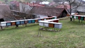 Bratov rozdelili včely. Jeden ich chová, druhý je na ne alergický