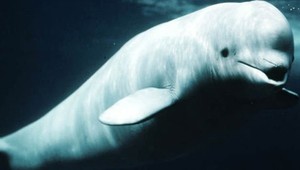 VIDEO: Neďaleko Londýna pláva veľryba bieluha. Odborníci varujú, aby sa k nej ľudia nepribližovali