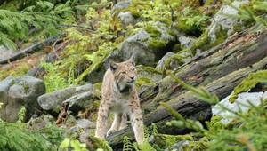 Ďalší unikát v pohorí Javorníky. Po vlkoch pribudli aj mláďatá rysa ostrovida