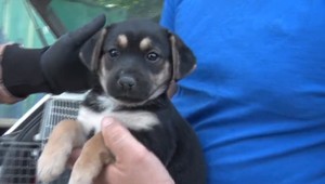 Podvod pri obchode so šteniatkami. Zvieratá najskôr nakupoval a následne predával do zahraničia