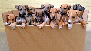 Najväčšie otravy sú na Vianoce. Týmto môžete svojho psa aj zabiť