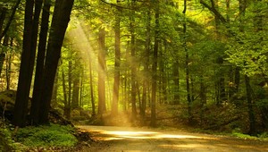 Pavol vylákal priateľku do lesa. Najprv ju zabil, potom okradol