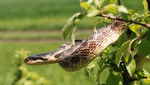 Mimoriadny úspech slovenských vedcov. Po 17 rokoch výskumu objavili nový druh hada