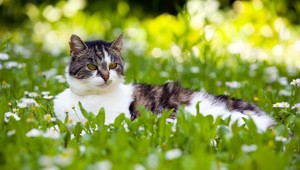 Mačka využila jeden z deviatich životov. Prežila rozsiahly požiar