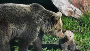 MAPA: Na týchto miestach Slovenska ľudia hlásia výskyt medveďov