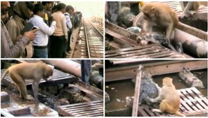 Dojímavá záchrana na koľajniciach. Opica resuscitovala opicu