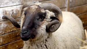 VIDEO: Barany skladali svojskú skúšku dospelosti, získali špeciálny certifikát