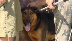 Bezdomovcom zobrali psy. Toto je originálny dôvod...