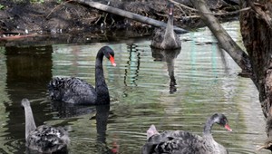 ZOO Bratislava bude pre vtáčiu chrípku 30 dní zatvorená