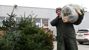 Potravinový úrad varuje ľudí, aby nejedli vianočné stromčeky